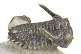Flying Hollardops Trilobite With Gerastos - Orange Eye Facets #383223-1